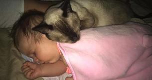 Family Adopts Stray Cat, Shortly After It Becomes Newborn's Best Friend Family Adopts Stray Cat, Shortly After It Becomes Newborn's Best Friend