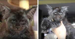 Ce chaton Maine coon au visage si humain est partout sur Internet Ce chaton Maine coon au visage si humain est partout sur Internet