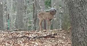 Un homme voit un animal étrange dans la cour arrière d'un bois - réalise qu'il s'agit en fait d'un cerf qui a désespérément besoin d'aide Un homme voit un animal étrange dans la cour arrière d'un bois - réalise qu'il s'agit en fait d'un cerf qui a désespérément besoin d'aide