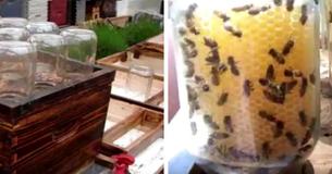 This Guy's Homemade Bee Hive Is Going Viral - And He Thinks It Will Save The Bees This Guy's Homemade Bee Hive Is Going Viral - And He Thinks It Will Save The Bees