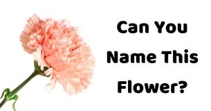 Only 3% Of Women Can Name The 20 Most Common Flowers Just By Looking At Them Only 3% Of Women Can Name The 20 Most Common Flowers Just By Looking At Them