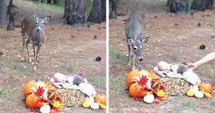 Un cerf s'est pointé à la séance photo d'un nouveau-né et l'a transformée en un conte de fées Un cerf s'est pointé à la séance photo d'un nouveau-né et l'a transformée en un conte de fées