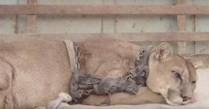 Après avoir été en captivité et enchaîné pendant 20 ans, ce lion de montagne est enfin libre Après avoir été en captivité et enchaîné pendant 20 ans, ce lion de montagne est enfin libre