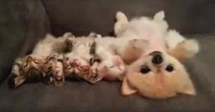 When Kittens Fall Asleep Next To A Puppy, She Comes Up With A Foolproof Plan Not To Wake Them When Kittens Fall Asleep Next To A Puppy, She Comes Up With A Foolproof Plan Not To Wake Them
