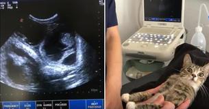 La réaction de la chatte enceinte est inestimable quand elle voit les résultats de son échographie La réaction de la chatte enceinte est inestimable quand elle voit les résultats de son échographie
