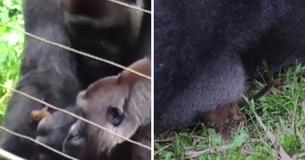Giant Gorilla Forms Unlikely Friendship With The Cutest Little Bush Baby Giant Gorilla Forms Unlikely Friendship With The Cutest Little Bush Baby