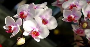 Do You Have Orchids At Home? If Yes, Then You Need To Try This Hack ASAP Do You Have Orchids At Home? If Yes, Then You Need To Try This Hack ASAP