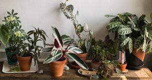7 Crucial Tips To Best Take Care Of Potted Plants 7 Crucial Tips To Best Take Care Of Potted Plants