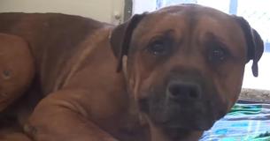 Un chien très triste semble pleurer comme un enfant après avoir compris qu'il a été abandonné Un chien très triste semble pleurer comme un enfant après avoir compris qu'il a été abandonné