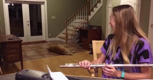 Ce golden retriever n'a pas peur de montrer qu'il en a raz-le-bol de la flûte Ce golden retriever n'a pas peur de montrer qu'il en a raz-le-bol de la flûte