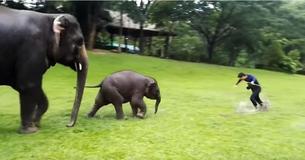 Regardez cet adorable bébé éléphant jouer et imiter un homme en train de glisser sur un terrain complètement mouillé Regardez cet adorable bébé éléphant jouer et imiter un homme en train de glisser sur un terrain complètement mouillé