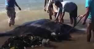 Giant Beached Manta Ray Is Surrounded By People Taking Pictures, But One Man Decides To Saves Its Life Giant Beached Manta Ray Is Surrounded By People Taking Pictures, But One Man Decides To Saves Its Life