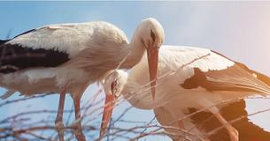 Stork Flies Thousands Of Miles Every Year Because His Injured Soulmate Can't Migrate Stork Flies Thousands Of Miles Every Year Because His Injured Soulmate Can't Migrate