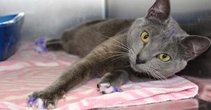 Si jamais vous voyez un chat avec les pattes peintes, emmenez-le immédiatement dans le refuge pour animaux le plus proche Si jamais vous voyez un chat avec les pattes peintes, emmenez-le immédiatement dans le refuge pour animaux le plus proche