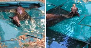 Man Discovers Shivering Horse In Backyard Pool After Wildfires Destroyed Surrounding Area Man Discovers Shivering Horse In Backyard Pool After Wildfires Destroyed Surrounding Area