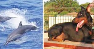 A Group Of Dolphins Saved A Drowning Dog That Fell Into A Canal A Group Of Dolphins Saved A Drowning Dog That Fell Into A Canal
