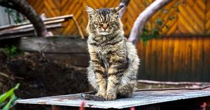 Ce chat britannique vient de fêter ses 30 ans et il pourrait être le plus vieux chat du monde Ce chat britannique vient de fêter ses 30 ans et il pourrait être le plus vieux chat du monde