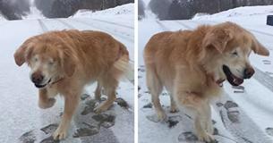 The Way This Elderly Blind Dog Fools Around In The Snow Will Make Your Heart Melt! The Way This Elderly Blind Dog Fools Around In The Snow Will Make Your Heart Melt!