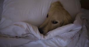 This Is Why Your Dog Should Sleep Next To You At Night This Is Why Your Dog Should Sleep Next To You At Night