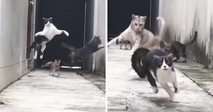 Cat Dodges Three Other Alley Cats Who Tried To Catch Him In The Ultimate Escape - And We Can't Stop Laughing Cat Dodges Three Other Alley Cats Who Tried To Catch Him In The Ultimate Escape - And We Can't Stop Laughing