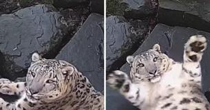 New Camera In Enclosure Startles Snow Leopard And He Absolutely Loses It New Camera In Enclosure Startles Snow Leopard And He Absolutely Loses It