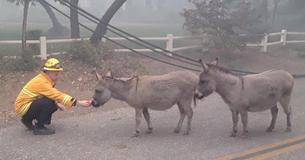 A Small Yet Incredible Deed Of Kindness By A Firefighter Saved Two Scared Donkeys Escaping Wildfires A Small Yet Incredible Deed Of Kindness By A Firefighter Saved Two Scared Donkeys Escaping Wildfires