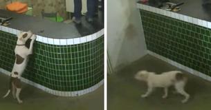 Workers Misunderstand And Act Hysterical After A Friendly Dog Approaches Them Workers Misunderstand And Act Hysterical After A Friendly Dog Approaches Them