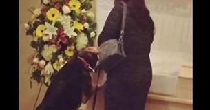 Una perra se queda mirando el ataúd de su dueño en su funeral y los miembros de la familia se quedan sorprendidos. Una perra se queda mirando el ataúd de su dueño en su funeral y los miembros de la familia se quedan sorprendidos.