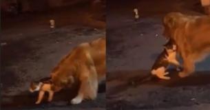 Dog Reacts To His Cat Friend Getting Into A Fight In A Hilarious Way Dog Reacts To His Cat Friend Getting Into A Fight In A Hilarious Way