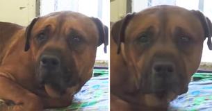 This Dog Is So Heartbroken After Getting Abandoned That He Can't Stop Crying This Dog Is So Heartbroken After Getting Abandoned That He Can't Stop Crying