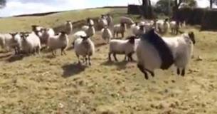 This Footage Of A Sheep Stuck In A Tire Tube, Swinging And Trying To Escape It, Is Making The Internet Giggle This Footage Of A Sheep Stuck In A Tire Tube, Swinging And Trying To Escape It, Is Making The Internet Giggle
