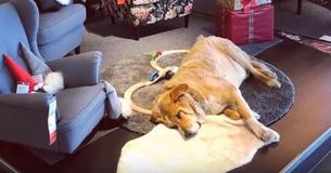 Ikea Helps Homeless Dogs To Stay Indoors And Warm On Chilly Winter Days Ikea Helps Homeless Dogs To Stay Indoors And Warm On Chilly Winter Days