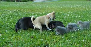 A Tiny Chihuahua Becomes A Hero By Trying To Protect Kittens From A Bigger Dog A Tiny Chihuahua Becomes A Hero By Trying To Protect Kittens From A Bigger Dog