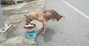 This Dog Surviving On Only Two Feet Is An Inspiration For Everyone This Dog Surviving On Only Two Feet Is An Inspiration For Everyone