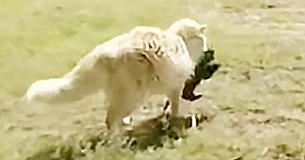 Newborn Puppies Ignored By Their Mommy, Get An Interesting Caretaker - A Cat Newborn Puppies Ignored By Their Mommy, Get An Interesting Caretaker - A Cat