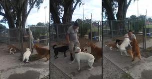 Neighbor Gives Sick Veteran's Dog Away - Their Joyous Reunion Weeks Later Will Warm Your Heart Neighbor Gives Sick Veteran's Dog Away - Their Joyous Reunion Weeks Later Will Warm Your Heart