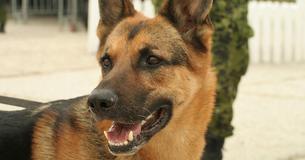 This Veteran Service Dog From Canada Has Just Been Awarded An Honorary Lifetime Membership In Local Legion - And We're Living For It This Veteran Service Dog From Canada Has Just Been Awarded An Honorary Lifetime Membership In Local Legion - And We're Living For It