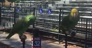 2 Birds Interrupt Their Interview By Breaking Out Into Song 2 Birds Interrupt Their Interview By Breaking Out Into Song