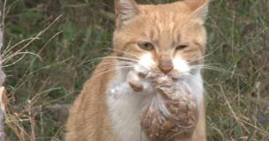 Woman Follows The Stray Cat Who Would Accept Food Only If It's In A Bag She Can Carry, And Finds Out The Reason Woman Follows The Stray Cat Who Would Accept Food Only If It's In A Bag She Can Carry, And Finds Out The Reason