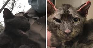 Rescue Officer Saves And Adopts A Nearly Burned Alive Kitten In Devastating California WildFires Rescue Officer Saves And Adopts A Nearly Burned Alive Kitten In Devastating California WildFires