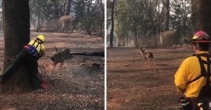 While Fighting Dangerous Wildfire, Firefighters Stop To Rescue Deer Tangled In Power Line While Fighting Dangerous Wildfire, Firefighters Stop To Rescue Deer Tangled In Power Line