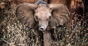 Orphan Elephants Welcome And Comfort The Baby Calf Who Lost His Mother Orphan Elephants Welcome And Comfort The Baby Calf Who Lost His Mother