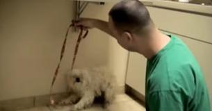 This Footage Of Man Saving Dog 60 Minutes Before Being Put Down Will Break Your Heart This Footage Of Man Saving Dog 60 Minutes Before Being Put Down Will Break Your Heart