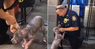 Puppy Who Was Left At Shelter Is Reunited With Firefighter Who Rescued Her From Abuse - And It's Eyewatering Puppy Who Was Left At Shelter Is Reunited With Firefighter Who Rescued Her From Abuse - And It's Eyewatering