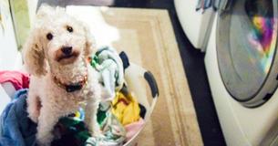 Girl Notices Dog Is Staring At Dryer Worryingly - Then Looks Inside And Cannot Stop Laughing When She Sees Why Girl Notices Dog Is Staring At Dryer Worryingly - Then Looks Inside And Cannot Stop Laughing When She Sees Why