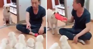 La chienne mère protégeant ses chiots de la punition montre comment la maternité est sacrée même dans le monde animal La chienne mère protégeant ses chiots de la punition montre comment la maternité est sacrée même dans le monde animal