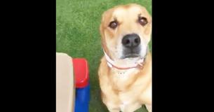 Un chien dévasté par le chagrin est rendu à un refuge avec son lit et tous ses jouets Un chien dévasté par le chagrin est rendu à un refuge avec son lit et tous ses jouets
