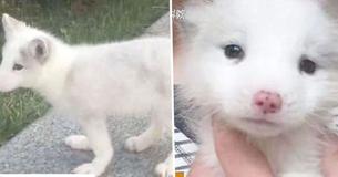 Une femme a élevé un chiot pendant environ un an pour découvrir que ce n'est pas un chiot après tout Une femme a élevé un chiot pendant environ un an pour découvrir que ce n'est pas un chiot après tout