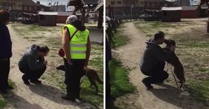 La petite chienne perdue et effrayée est complètement seule - Puis, elle a senti une odeur familière La petite chienne perdue et effrayée est complètement seule - Puis, elle a senti une odeur familière
