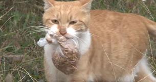Le chat errant ne prendra pas de nourriture qui n'est pas dans un sac - Quand ils la suivent à la maison, ils comprennent enfin pourquoi Le chat errant ne prendra pas de nourriture qui n'est pas dans un sac - Quand ils la suivent à la maison, ils comprennent enfin pourquoi